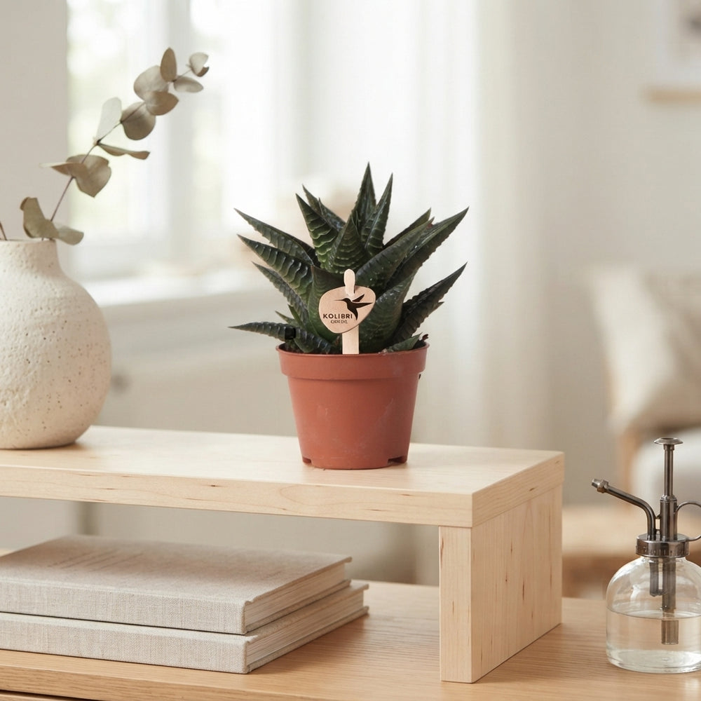 Mixed Cacti and Succulents – 6cm Pot
