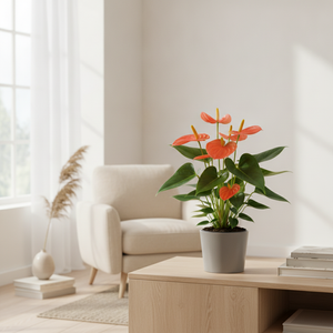 White Anthurium (Anthurium) – 12cm Pot, 35cm High