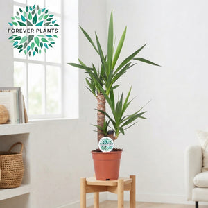 Yucca Houseplant – 17cm Pot, 75cm Tall