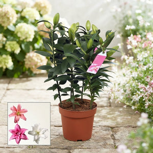 Mixed Roselily Oriental Lily (Lilium Oriental Group) – 19cm Pot