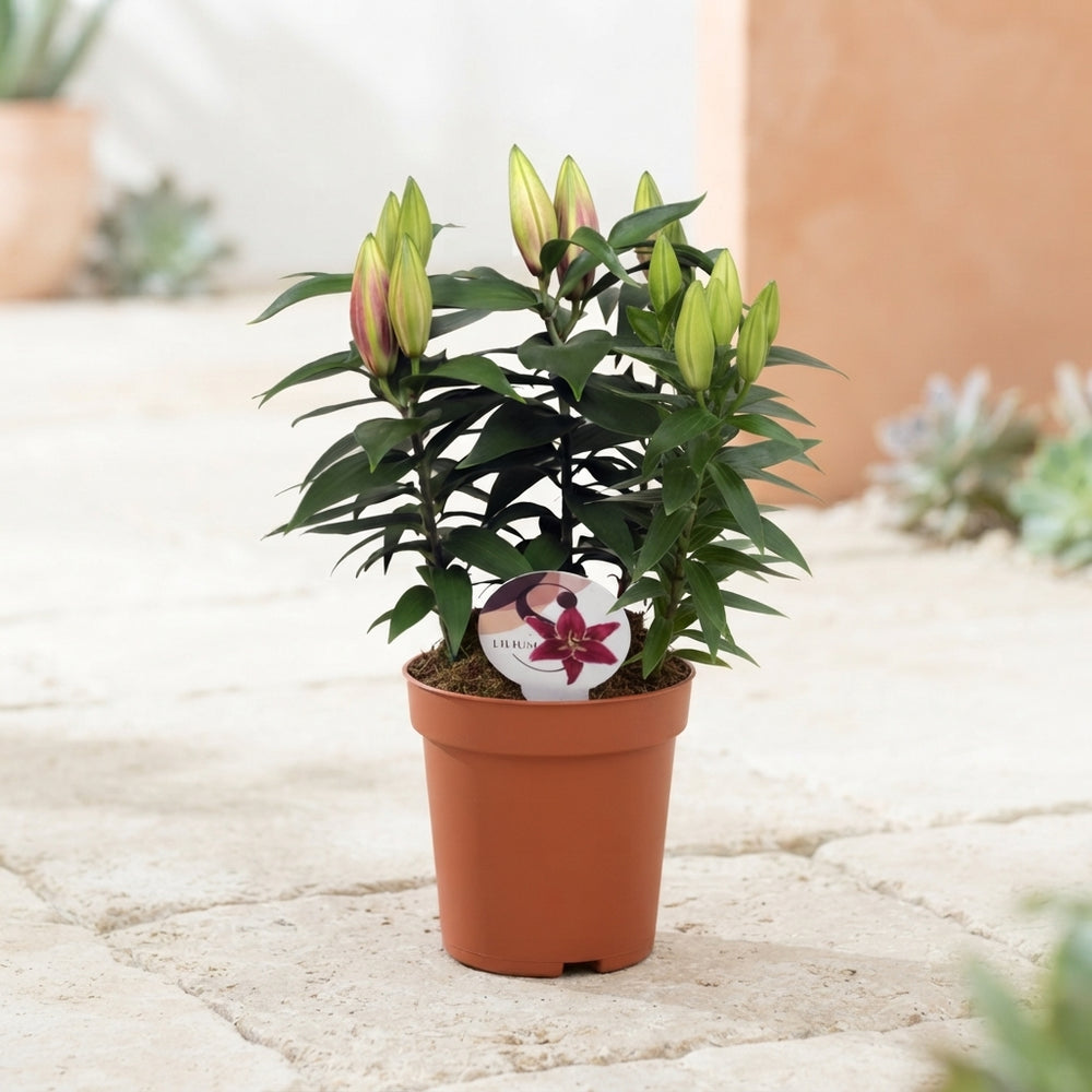 Oriental Lily (Lilium Oriental Group) – 19cm Pot, 45cm