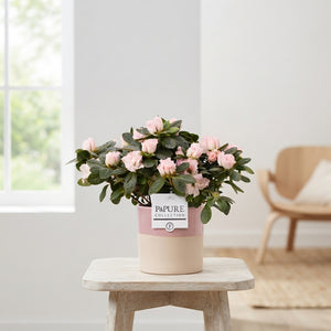 Azalea (Rhododendron simsii) – 12cm Pot
