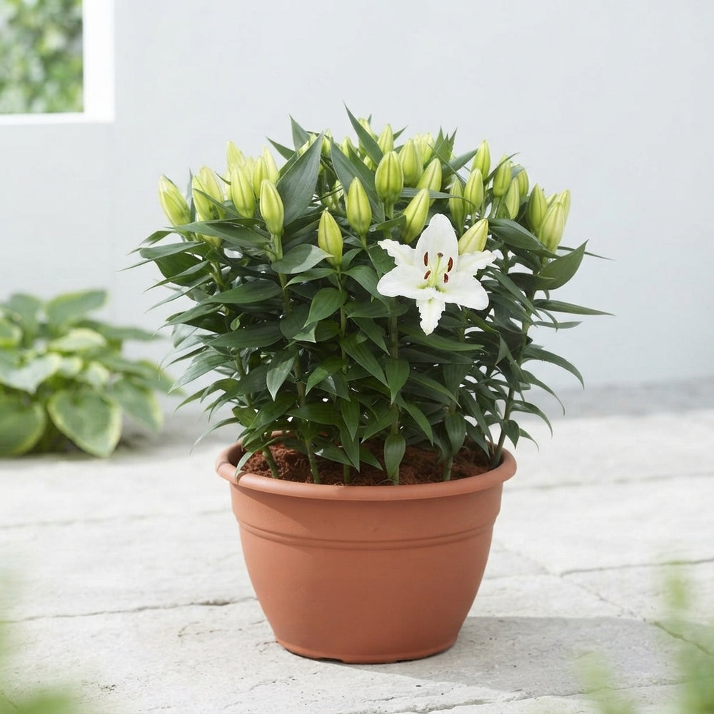True Emotion Oriental Lily – 35cm Pot, 60cm High