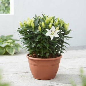 True Emotion Oriental Lily – 35cm Pot, 60cm High