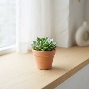Mixed Echeveria Succulent – 8.5cm Pot