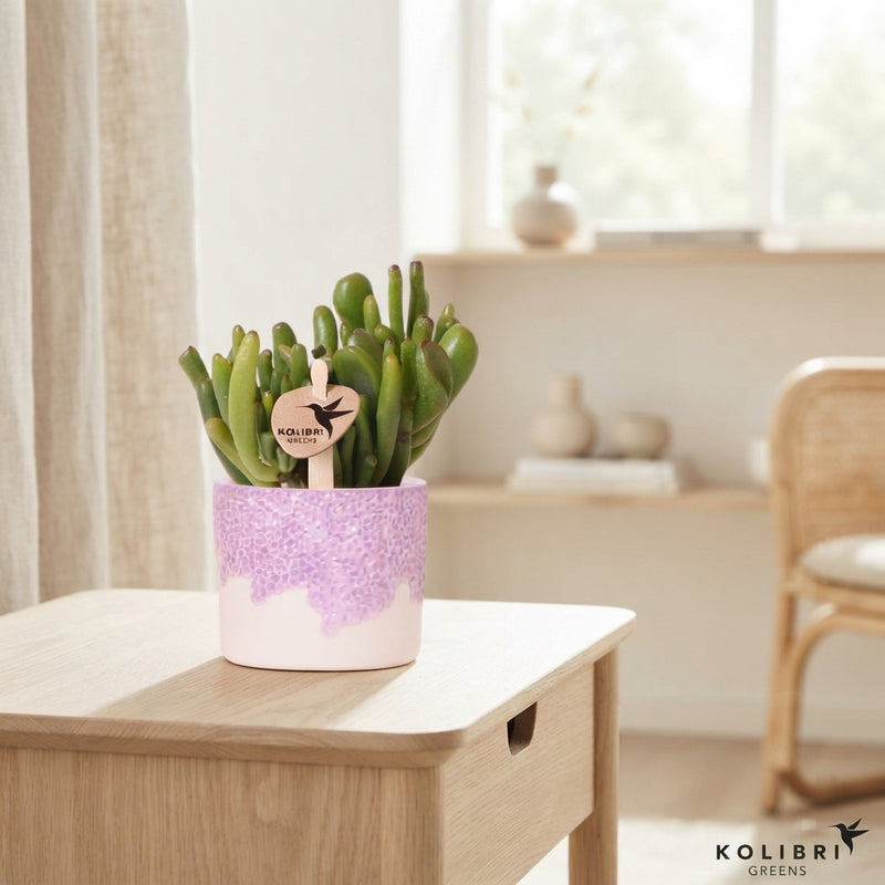 Mixed Succulent Collection – 6cm Ceramic Pot