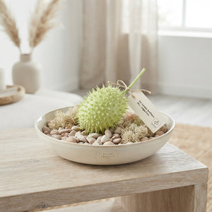White Ornamental Cucumis Fruit