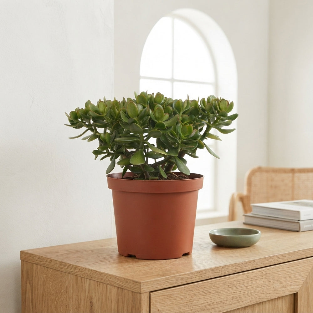 Jade Plant (Crassula ovata) – 29cm Pot, Approx. 50cm Height