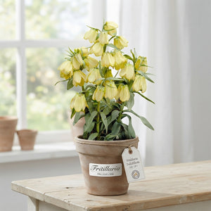 Fritillaria pallidiflora Flower Bulbs – Pack of 2