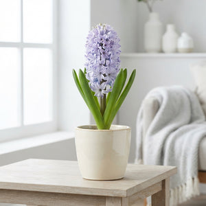 Delft Blue Hyacinth Bulbs (Hyacinthus orientalis) – Pack of 5
