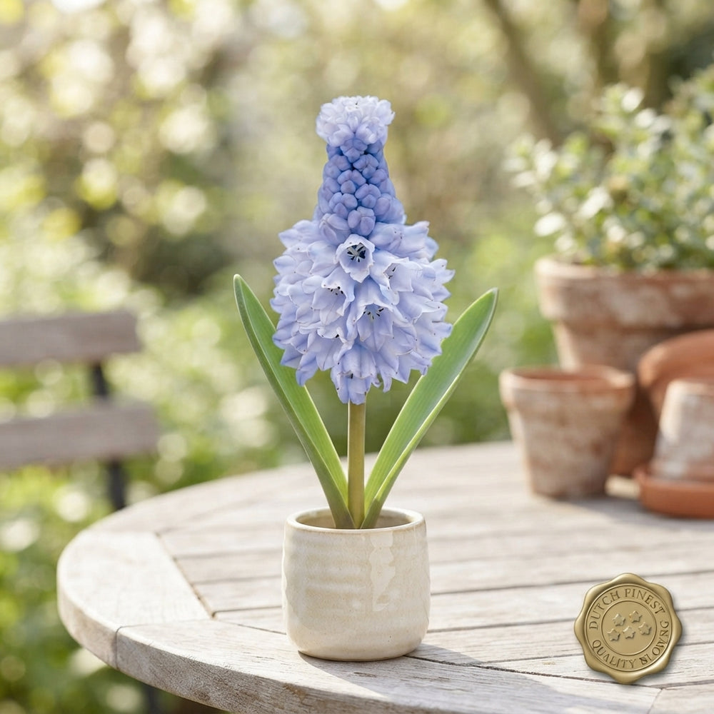 Muscari azureum Blue Grape Hyacinth Bulbs – Pack of 15