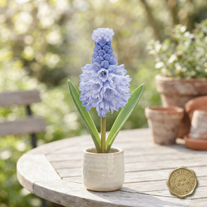 Muscari azureum Blue Grape Hyacinth Bulbs – Pack of 15