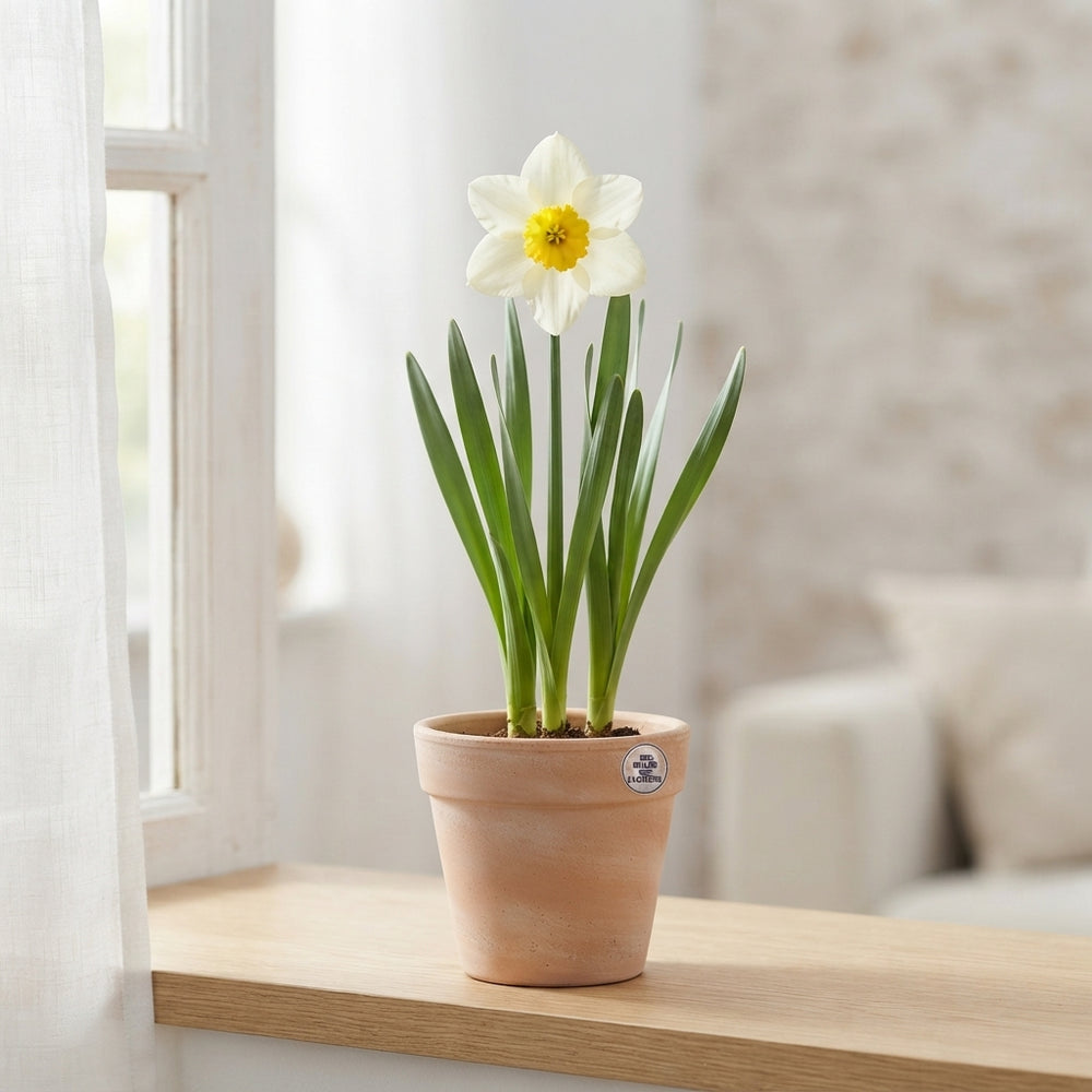 Narcissus 'Golden Echo' Daffodil Bulbs – 7 Bulbs