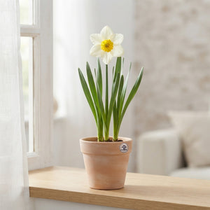 Narcissus 'Golden Echo' Daffodil Bulbs – 7 Bulbs