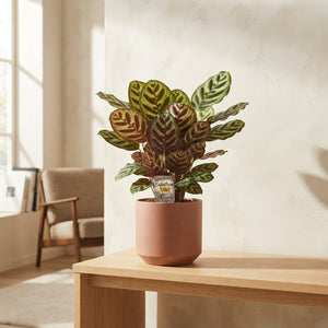 Calathea Peacock Plant (Goeppertia makoyana) – 17cm Pot