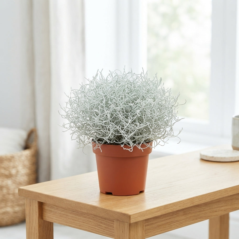 Silver Cushion Bush (Leucophyta) – 13cm Pot