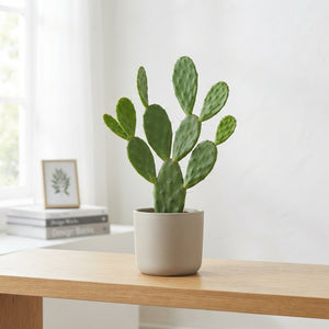 Opuntia Cactus – 14cm Pot, Approx. 38cm High