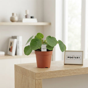 Chinese Money Plant (Pilea peperomioides) – 12cm Pot