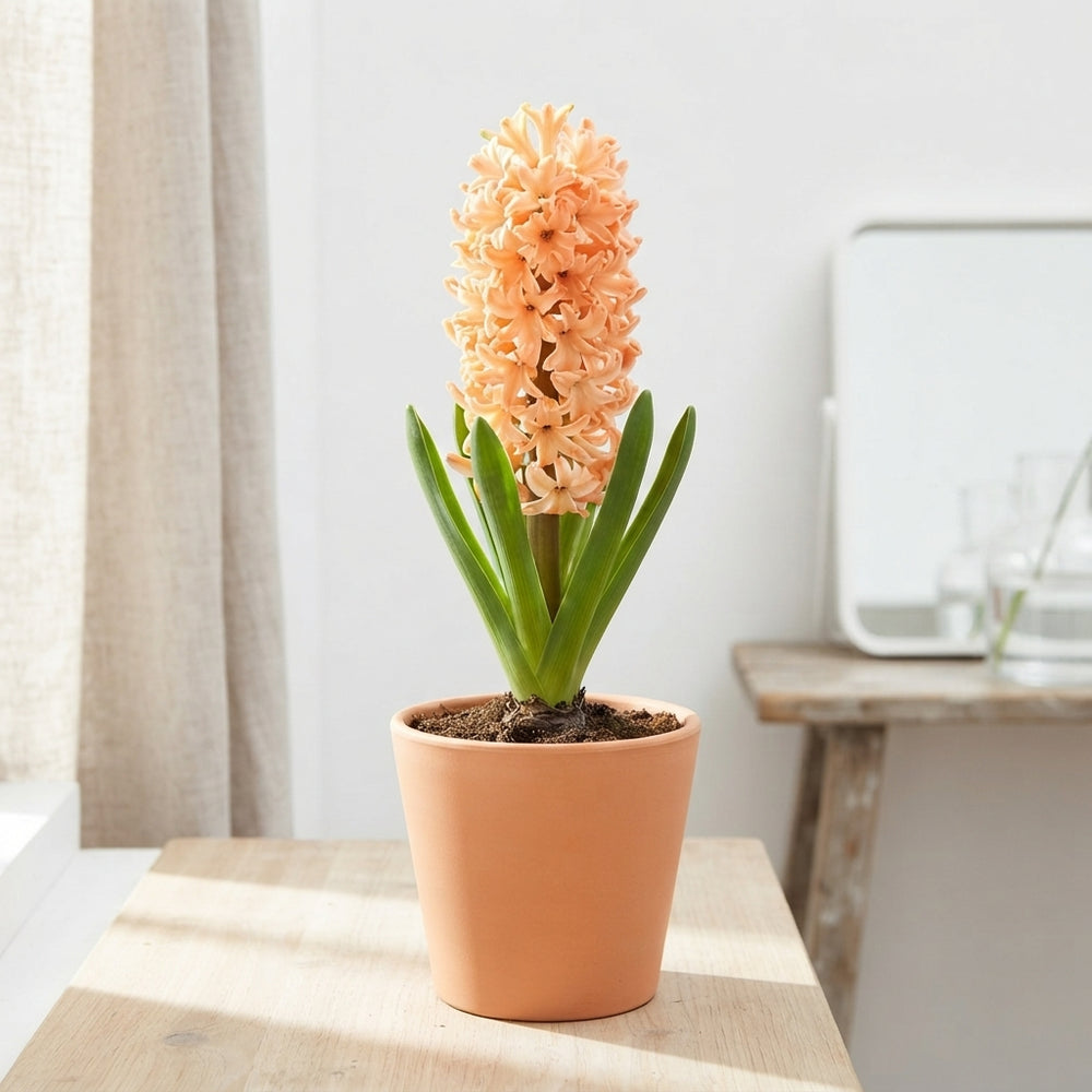 Gipsy Queen Hyacinth Bulbs (5 Pack)