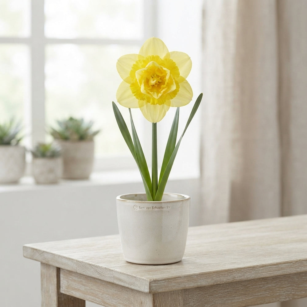 Double Narcissus ‘Milena’ Flower Bulbs – Pack of 5