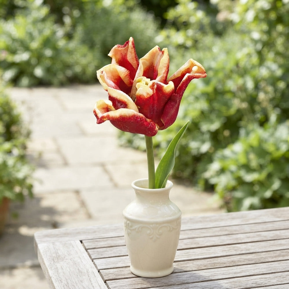 Tulipa Crown Elegant Crown Flower Bulbs – 7 Pack