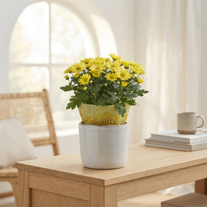 Mixed Chrysanthemum – 10.5cm Pot