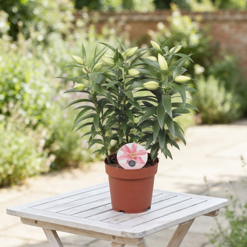 Pink Double Roselily ‘Sara’ (Lilium) – 19cm Pot