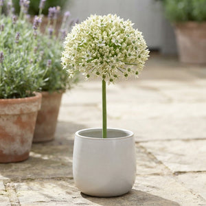 Allium Nigrum Flower Bulbs – Pack of 5