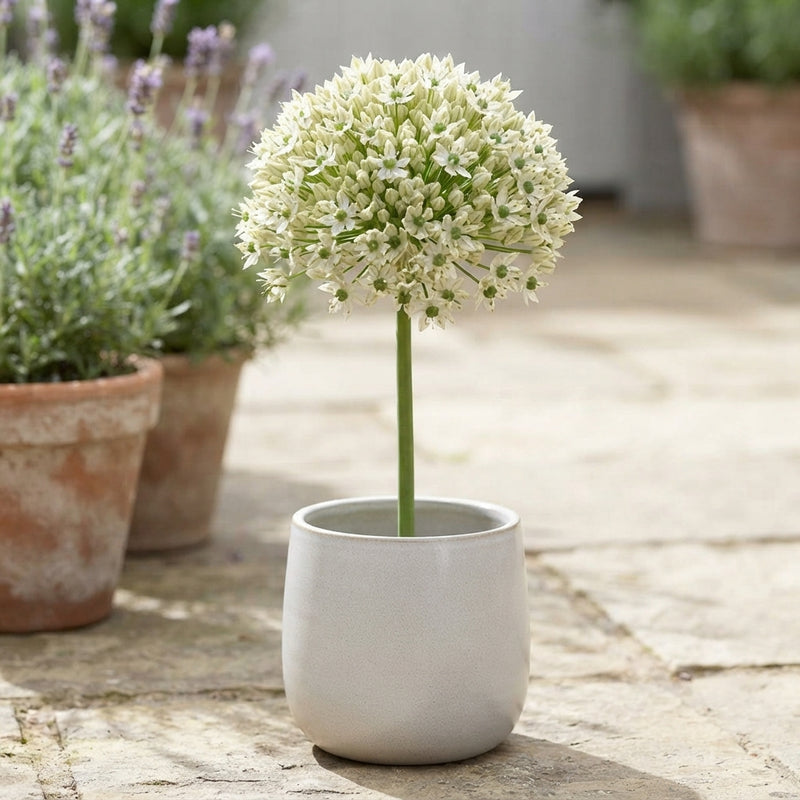 Allium Nigrum Flower Bulbs – Pack of 5