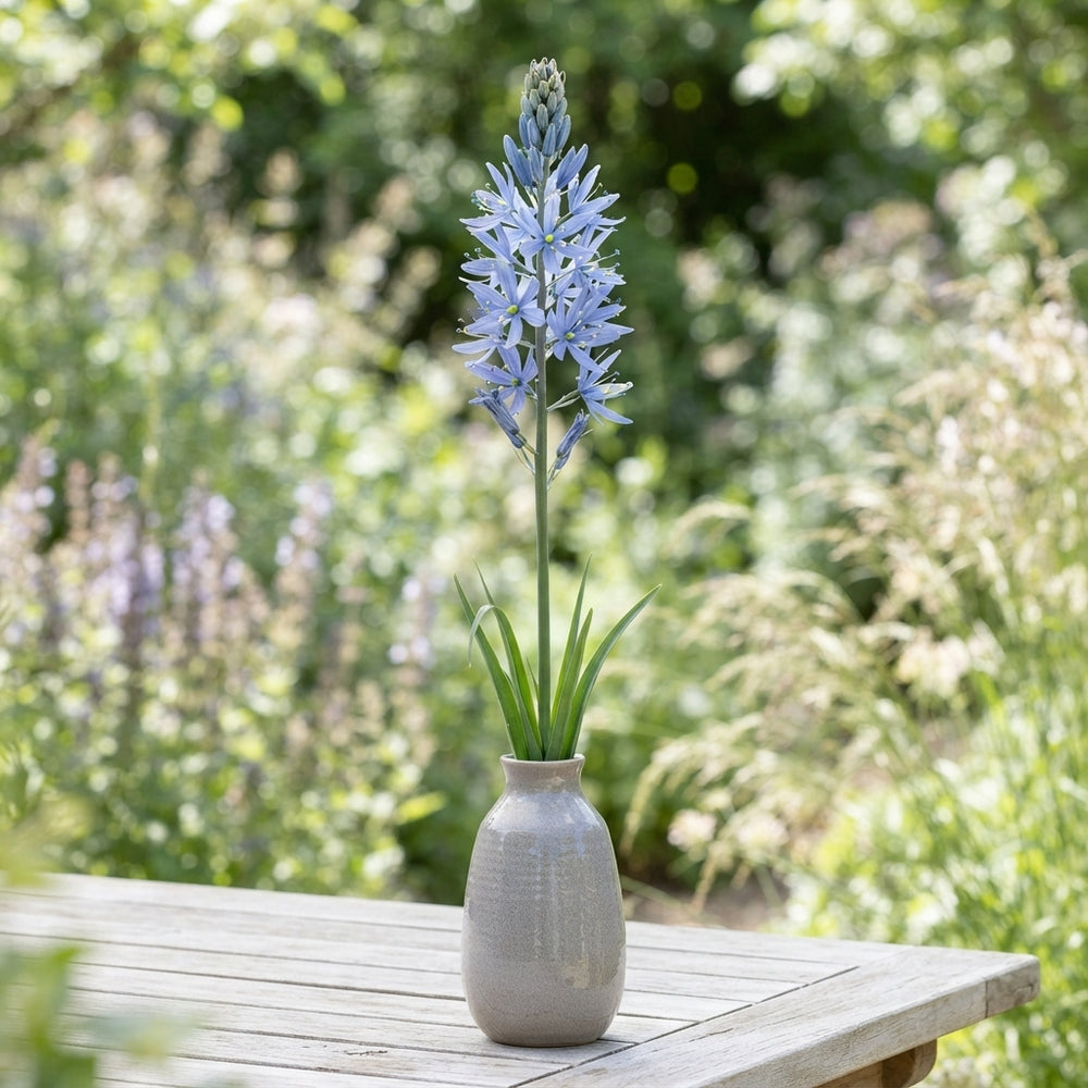 Camassia leichtlinii ‘Blue’ Flower Bulbs – Pack of 3
