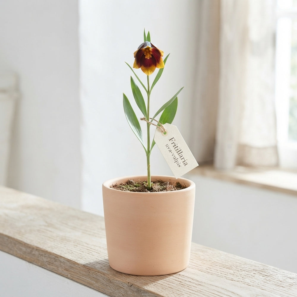 Fox’s Grape Fritillary Bulbs (Fritillaria uva-vulpis) – Pack of 10
