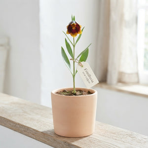 Fox’s Grape Fritillary Bulbs (Fritillaria uva-vulpis) – Pack of 10