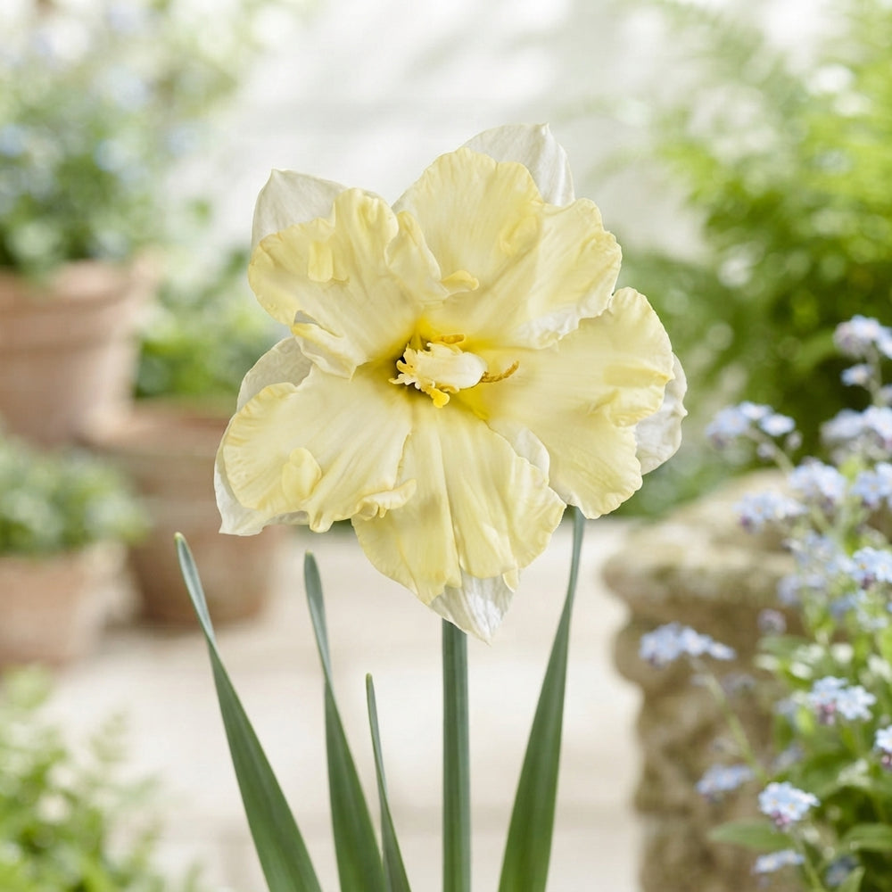Narcissus ‘Cassata’ Daffodil Bulbs – 5 Bulbs