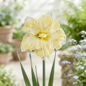 Narcissus ‘Cassata’ Daffodil Bulbs – 5 Bulbs