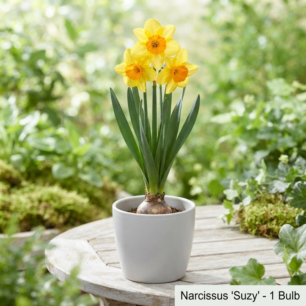 Narcissus ‘Suzy’ Daffodil Bulbs – Pack of 5