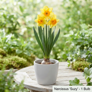 Narcissus ‘Suzy’ Daffodil Bulbs – Pack of 5