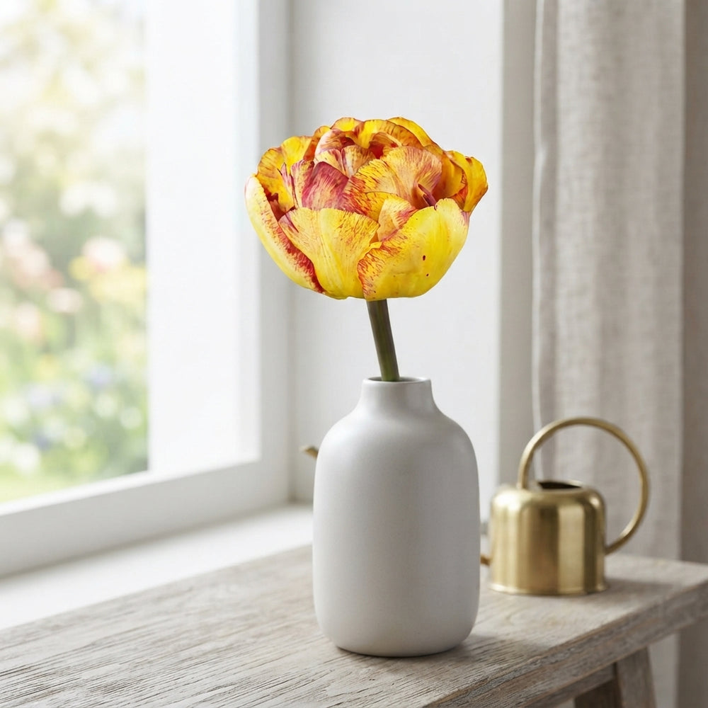 Tulipa ‘Sundowner’ Double Late Tulip Bulbs – Pack of 7