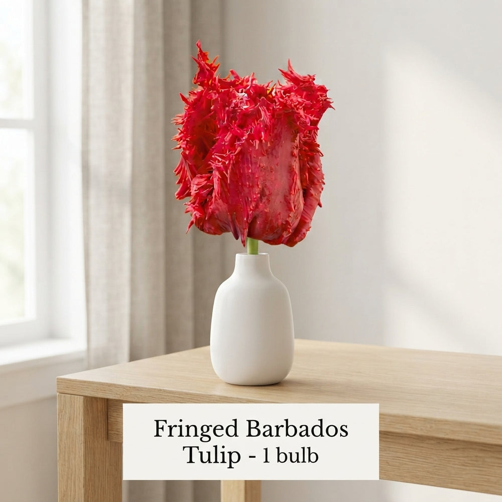 Fringed Tulip ‘Barbados’ Bulbs – Pack of 7