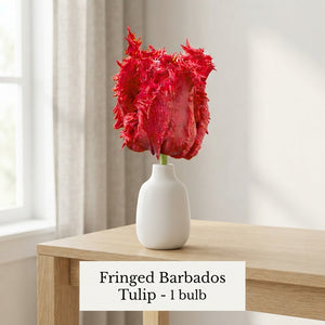 Fringed Tulip ‘Barbados’ Bulbs – Pack of 7
