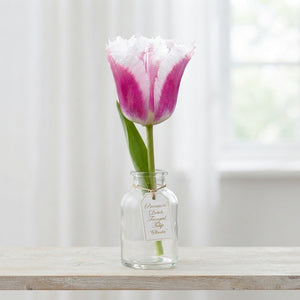 Fringed Tulip ‘Siesta’ Flower Bulbs – 7 Bulbs