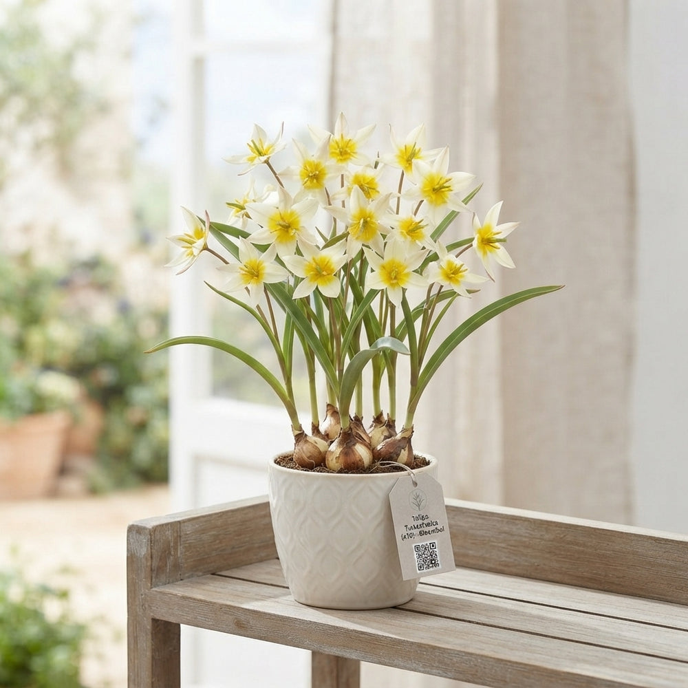 Turkestanica Species Tulip Bulbs (10 Pack)