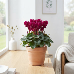 Small-Flowered Cyclamen (Cyclamen persicum) – 9cm Pot