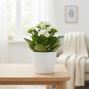 White Double Kalanchoe – 10.5cm Pot
