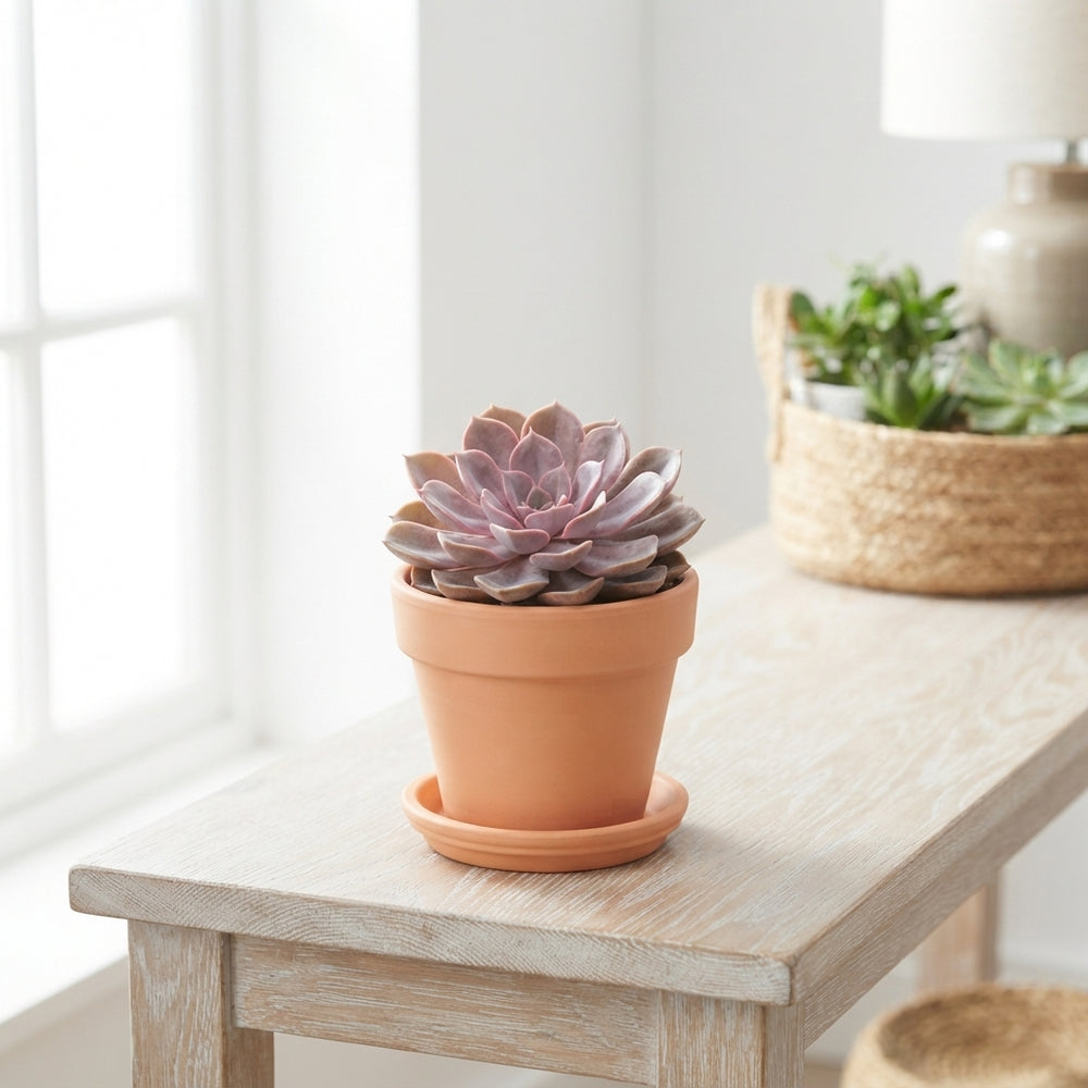 Mixed Echeveria Succulent – 10.5cm Pot