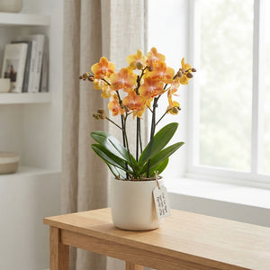 Pink Phalaenopsis Orchid ‘Cupido’ – 12cm Pot