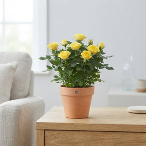Mixed Rose Houseplant (Rosa) – 12cm Pot