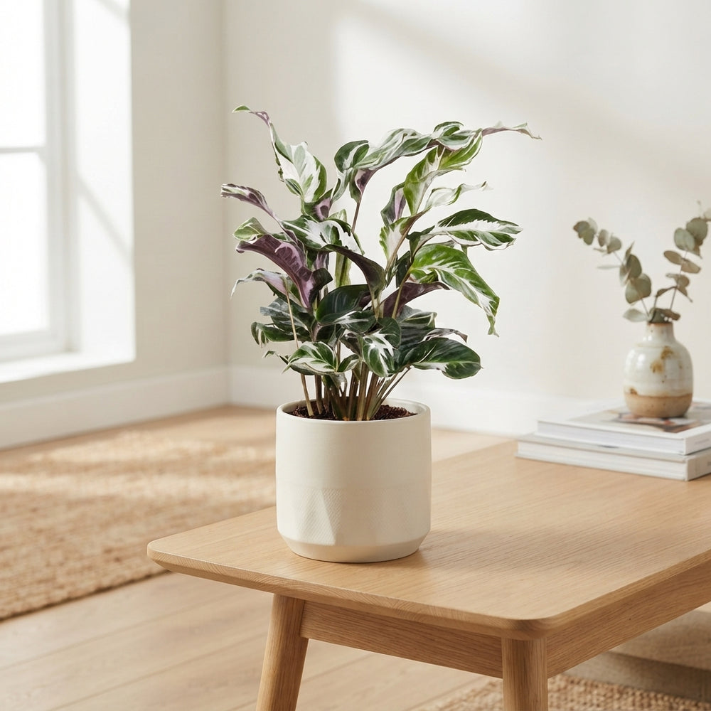 Calathea 'Stella' – 14cm Pot, 45cm High