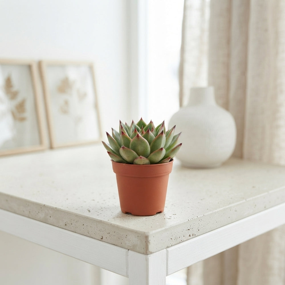 Echeveria agavoides Succulent – 5.5cm Pot