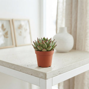 Echeveria agavoides Succulent – 5.5cm Pot