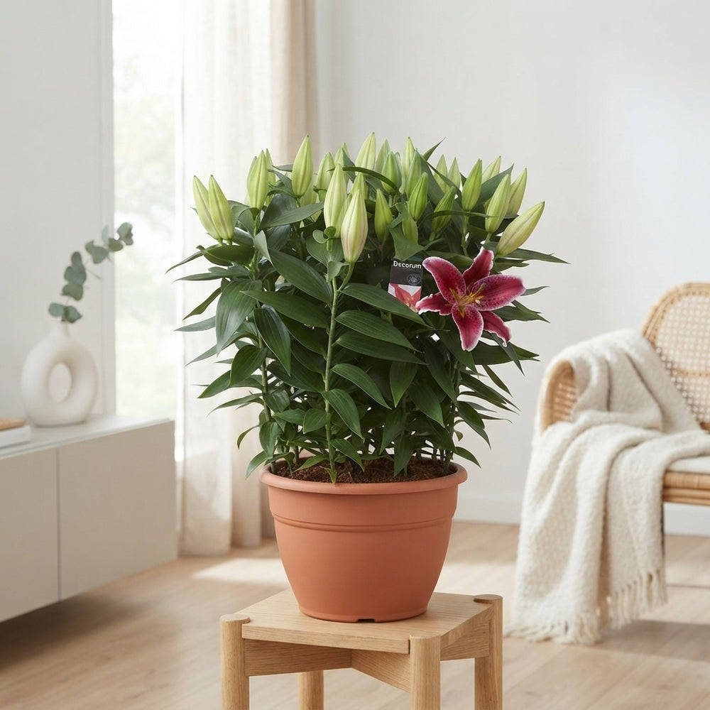 Pink Oriental Lily ‘Starlight Express’ (Lilium) – 35cm Pot